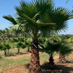 Palma vláknitá (Washingtonia filifera) – výška kmeňa: 70-80 cm, celková výška 150-180 cm (-10°C)
